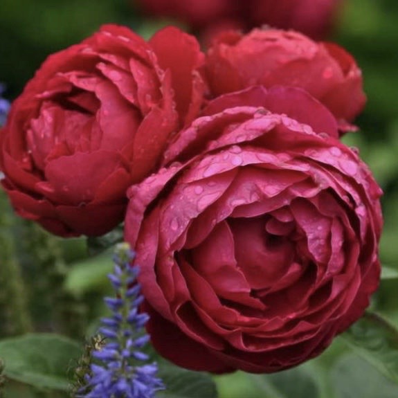 Аскот (Ascot ) в Екатеринбурге