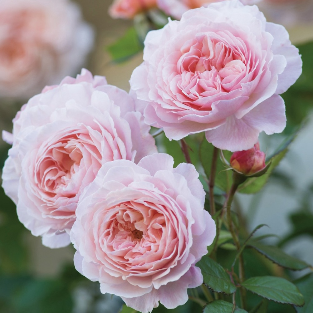 Э Шропшир Лэд  (A Shropshire Lad) в Екатеринбурге