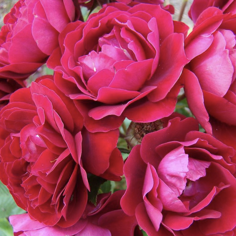 Ред Абунданс (Red Abundance) в Екатеринбурге