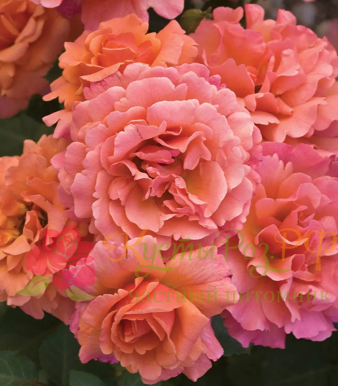 Изи даз Ит (Easy Does It) в Екатеринбурге