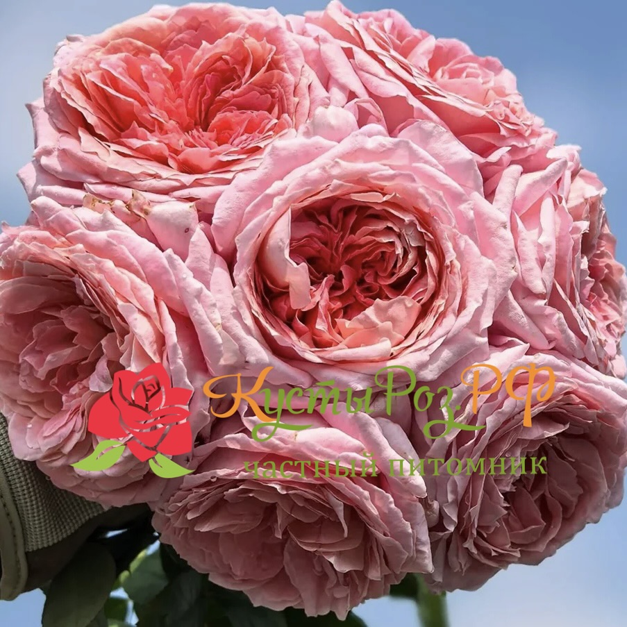 Анна-Софи Пик (Anne-Sophie Pic) в Екатеринбурге