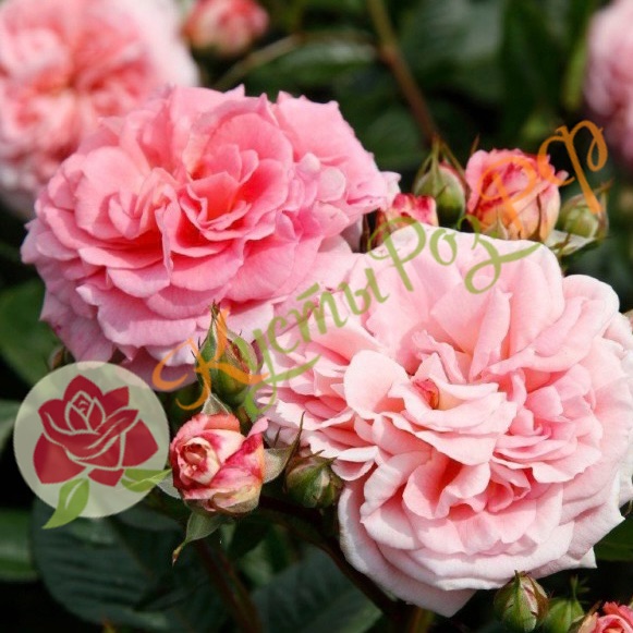 Амаретто (Amaretto) в Екатеринбурге