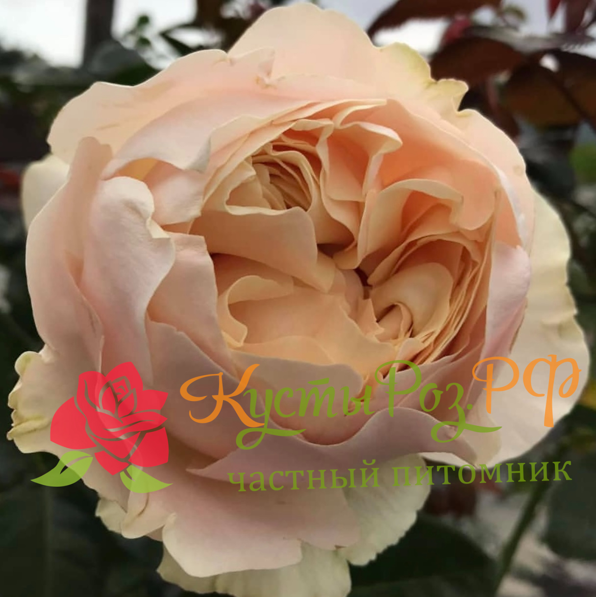 Шифон (Chiffon) в Екатеринбурге