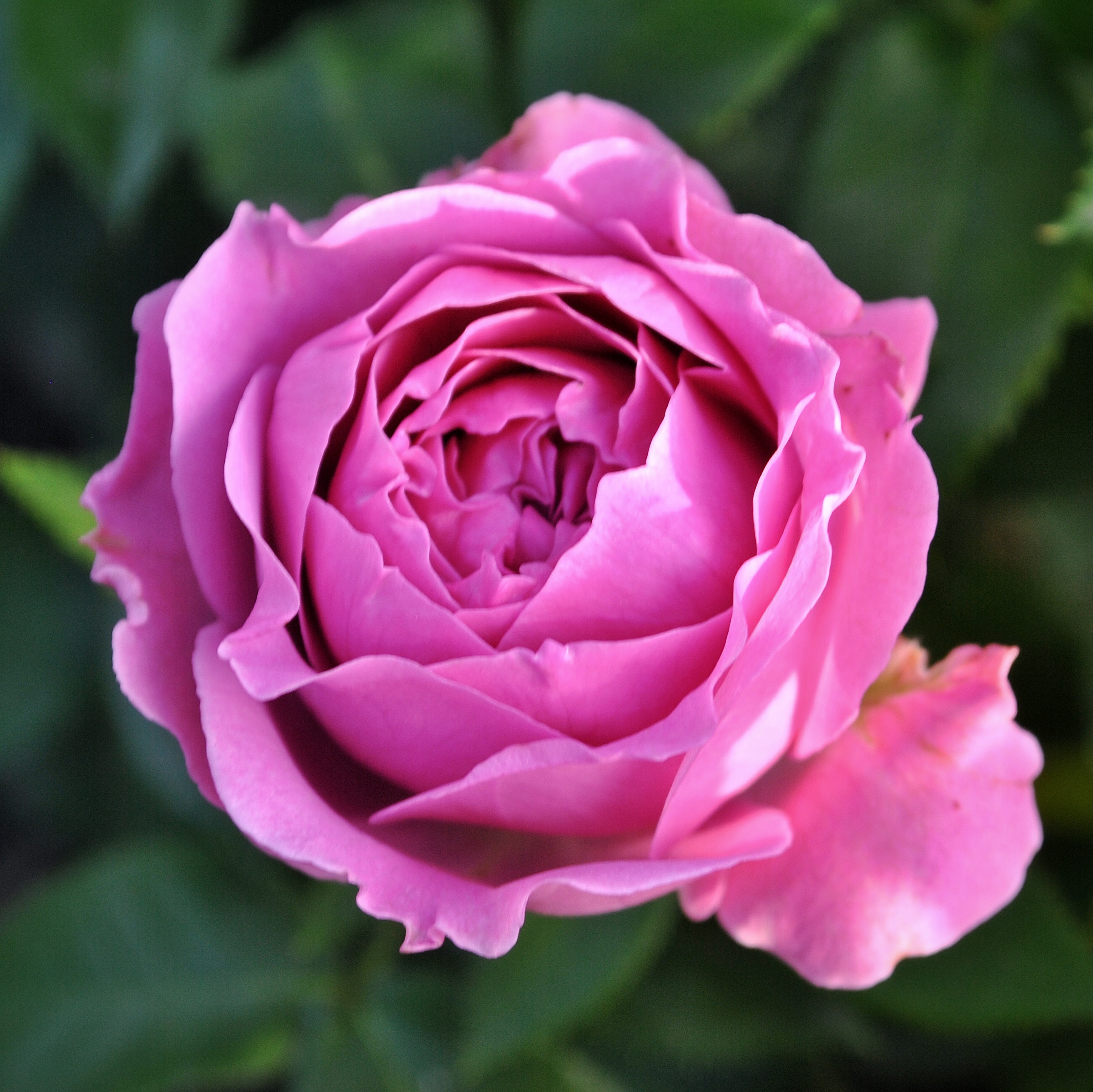 кустовая пионовидная роза мисти баблс. пионовидная роза мисти баблс. розы баблс описание. мисти баблс роза кустовая. розы баблс описание.