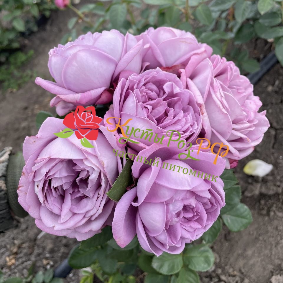 Кинда Блю (Kinda Blue) в Екатеринбурге