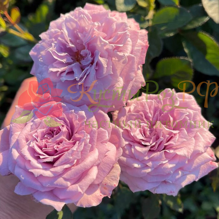 Лавендер Кристалл (Lavender Crystal) в Екатеринбурге