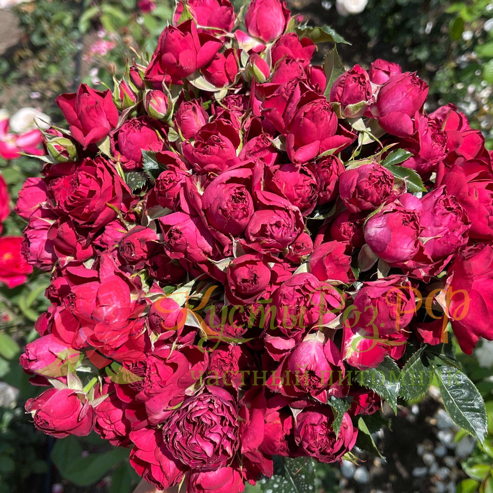 Ред Лейс (Red Lace) в Екатеринбурге