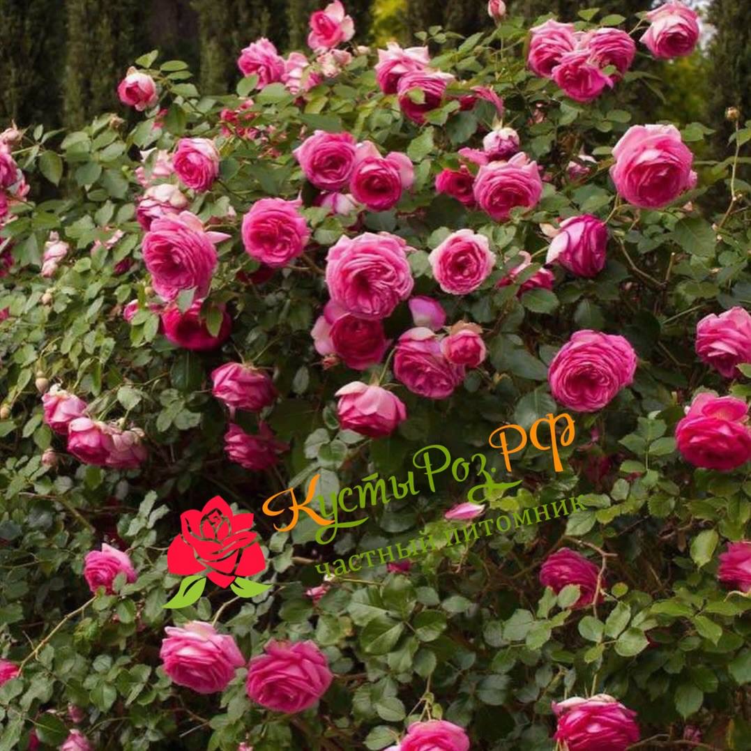 Цикламен Пьер де Ронсар (Cyclamen Pierre de Ronsard) в Екатеринбурге