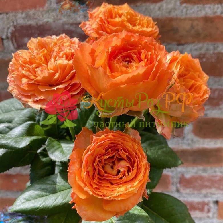 Оранж Романтика (Orange Romantica) в Екатеринбурге