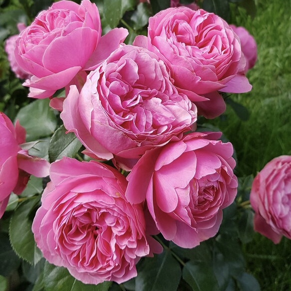 Леонардо да Винчи в Екатеринбурге