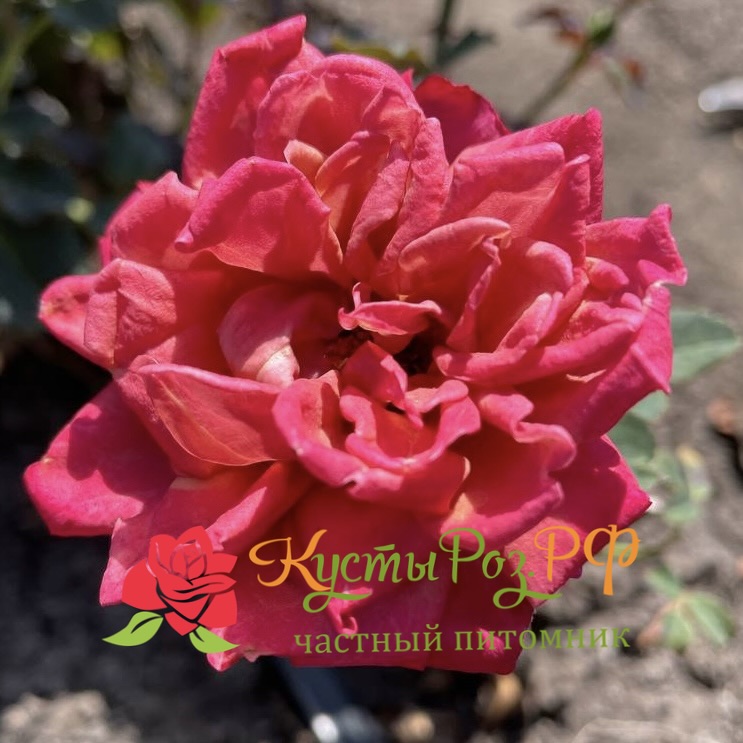 Ча-Ча (Cha-Cha) в Екатеринбурге