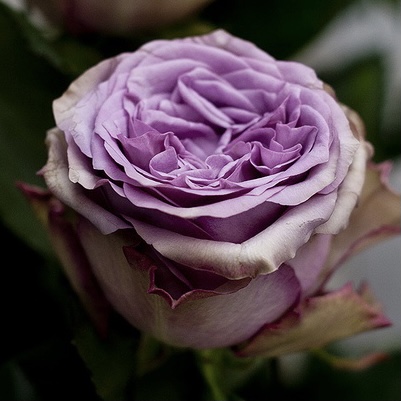 Дольчетто (Dolcetto) в Екатеринбурге