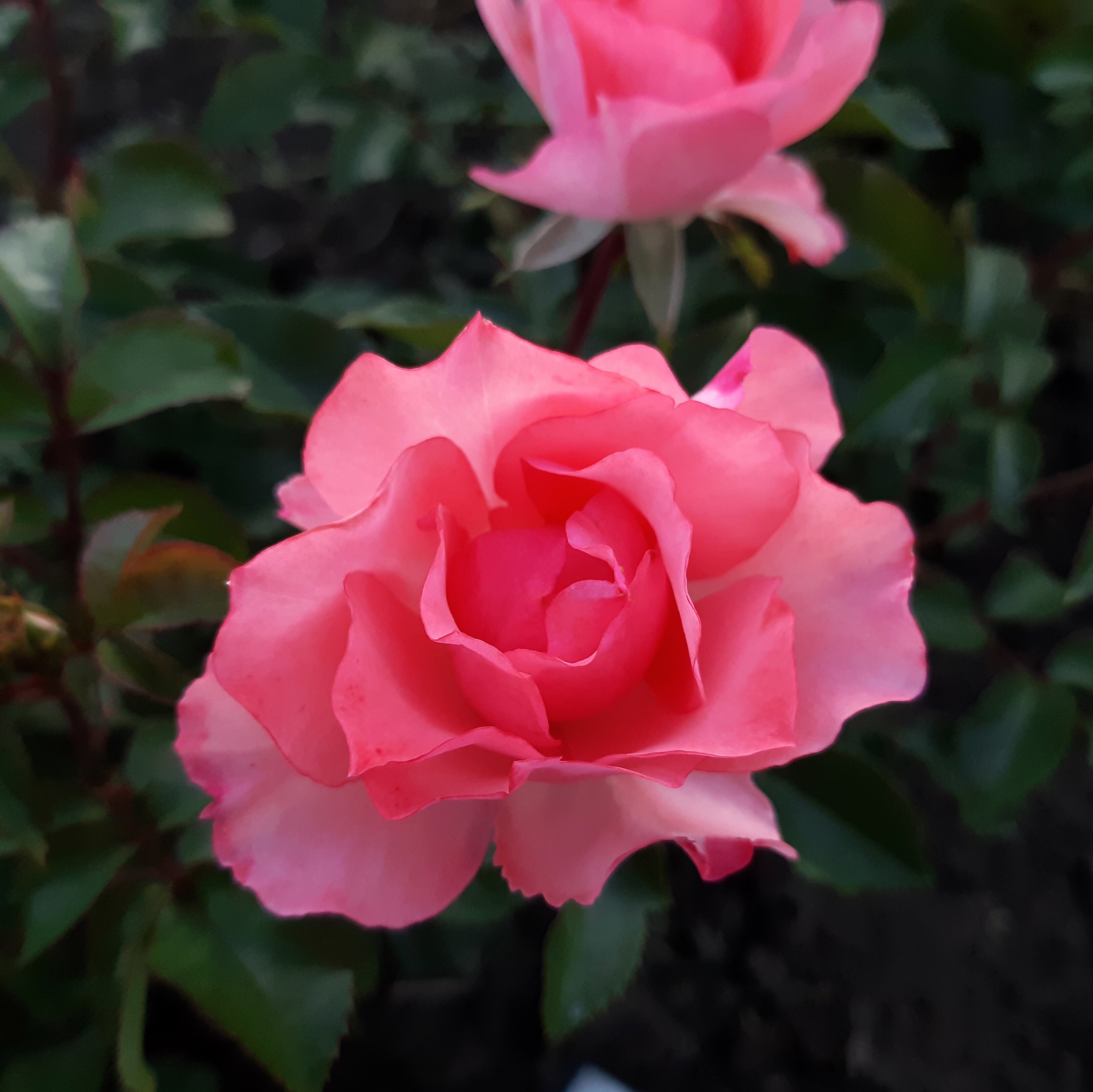 Сады Франции  (Jardins de France) в Екатеринбурге