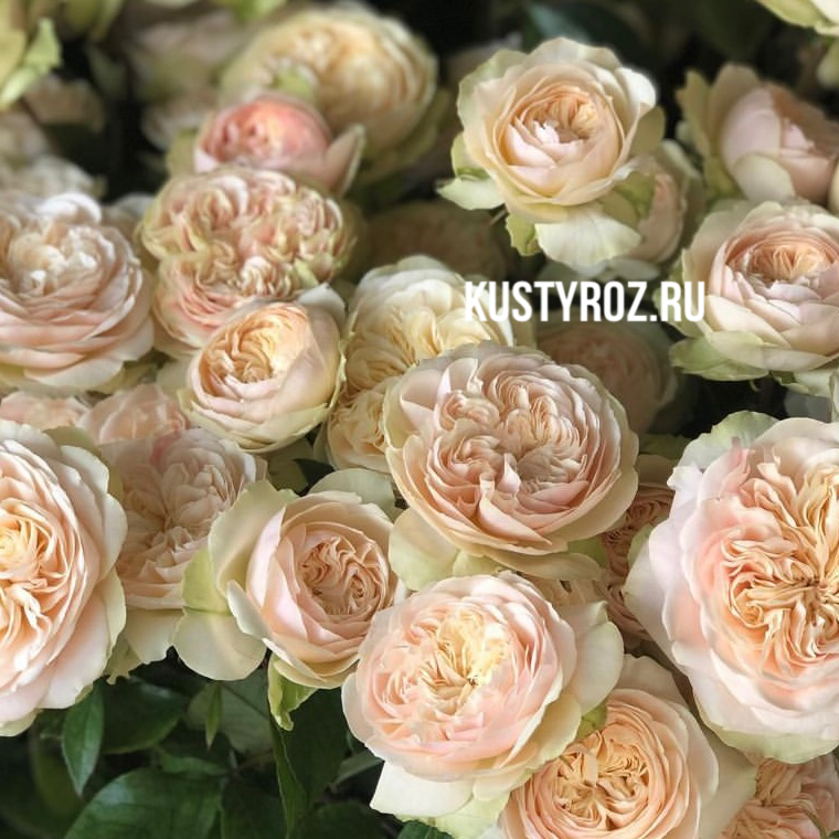 Викториан Веддинг (Victorian Wedding) в Екатеринбурге