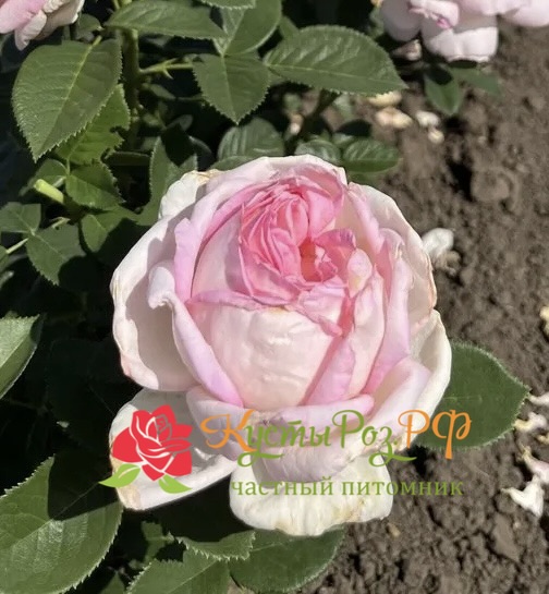 Эмейзинг Грейс (Amazing Grace) в Екатеринбурге