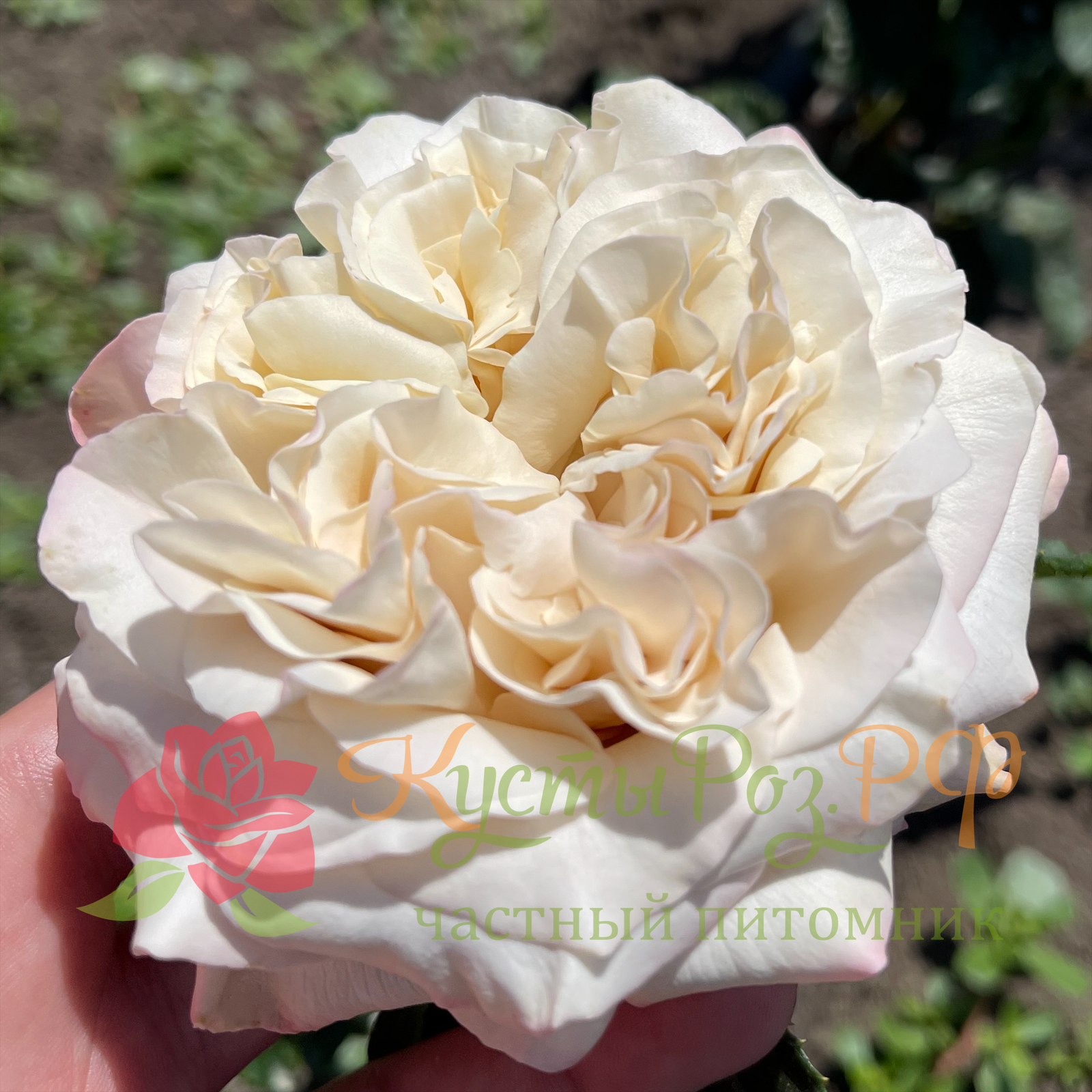 Вестминстер Эбби (Westminster Abbey) в Екатеринбурге