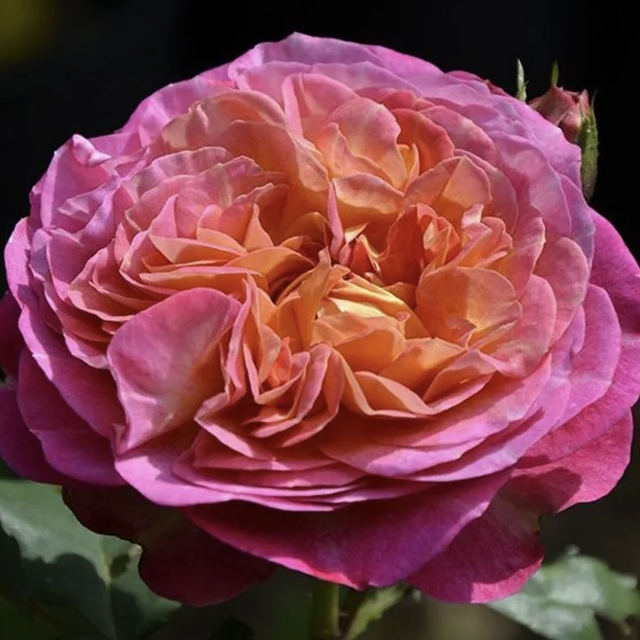 Сентенер де Лей-ле  (Centenaire de l'Haÿ-les-roses) в Екатеринбурге