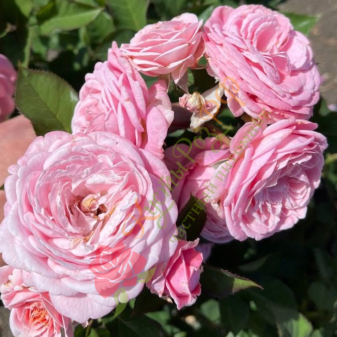Розеграфин Мария Генриетта (Rosengräfin Marie Henriette) в Екатеринбурге