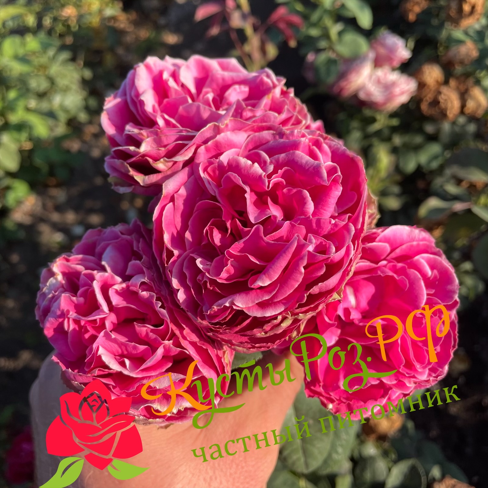 Хот Пинк Лейс (Hot Pink Lace) в Екатеринбурге