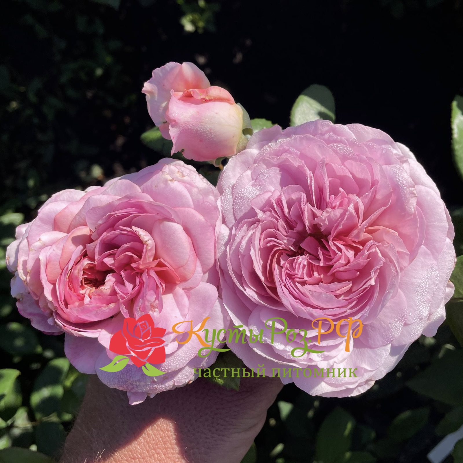 Зе Прайд (The Pride) в Екатеринбурге