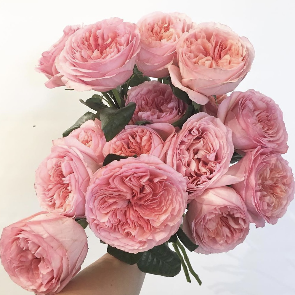 Пинк Экспрешн  (Pink X-Pression) в Екатеринбурге