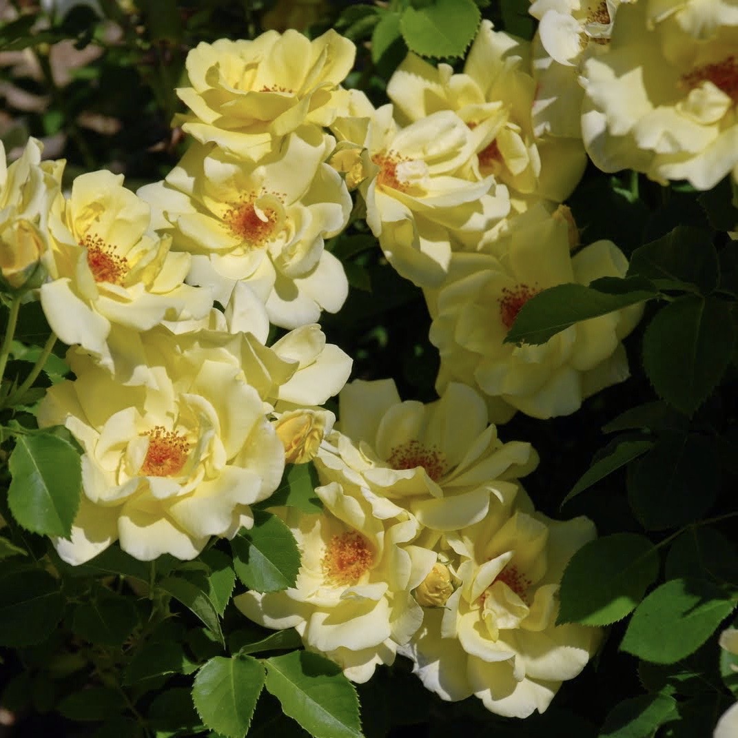 Санни роуз (Sunny Rose) в Екатеринбурге