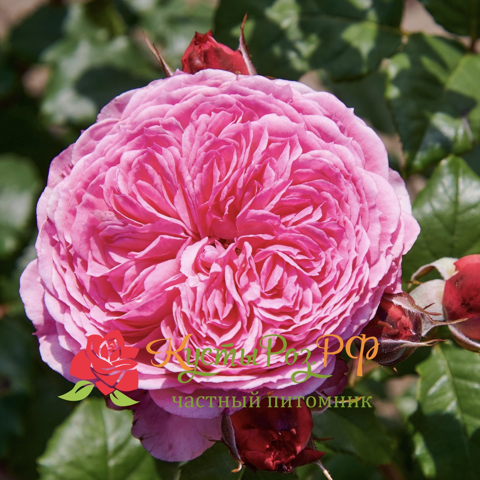 Тео Клеверс (Theo Clevers) в Екатеринбурге