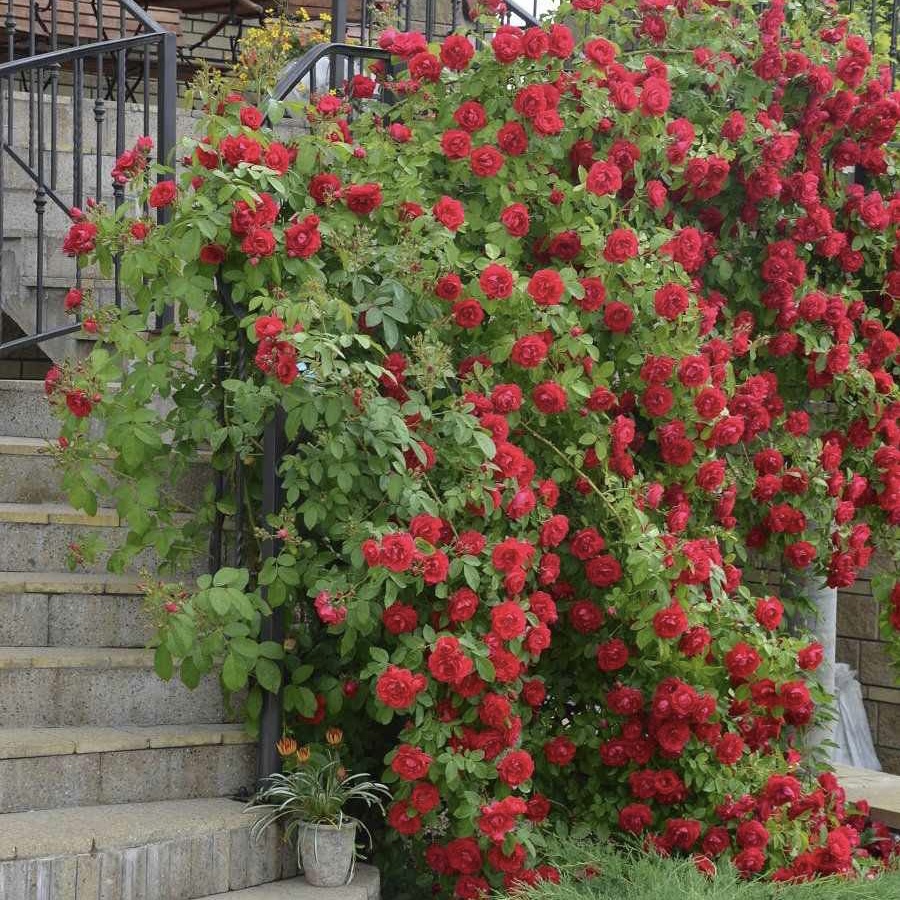 Фламентанц в Екатеринбурге