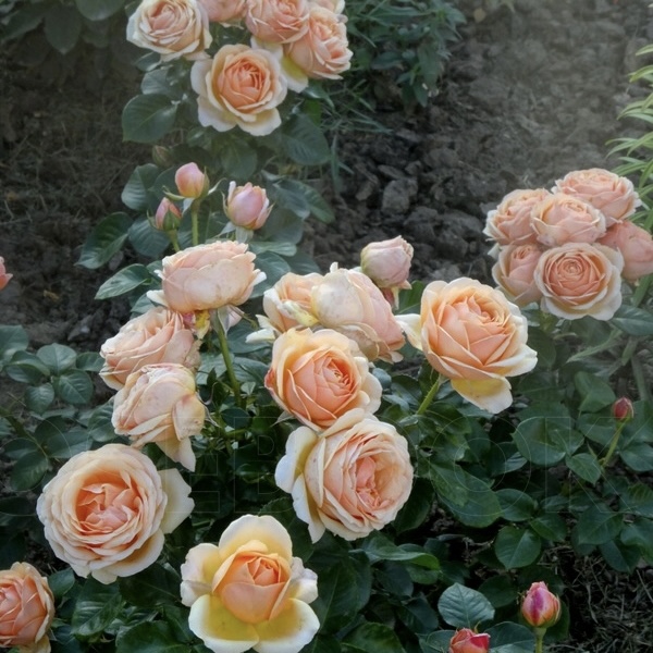 Йорс Континент Френдшип  (Yours in Continued Friendship) в Екатеринбурге
