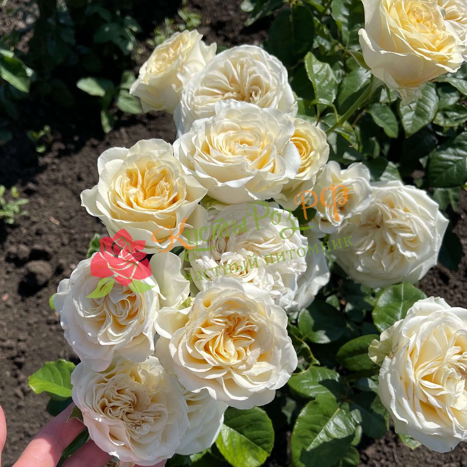 Баттеркап (Buttercup) в Екатеринбурге