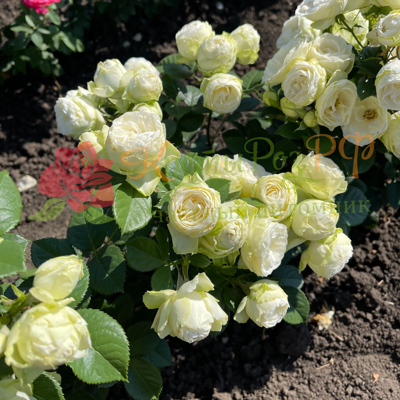 Ванила Лейс (Vanilla Lace) в Екатеринбурге