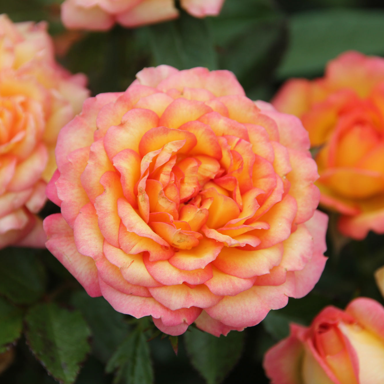 роза беби баккара. роза белла миниатюрная. роза оранж морсдаг. роза оранж джевел (orange juwel). роза миниатюрная ред.