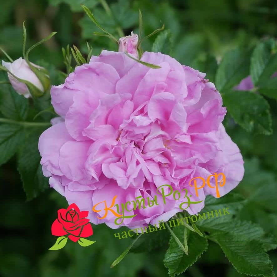 Миссис Дорин Пайк (MRS DOREEN PIKE) в Екатеринбурге