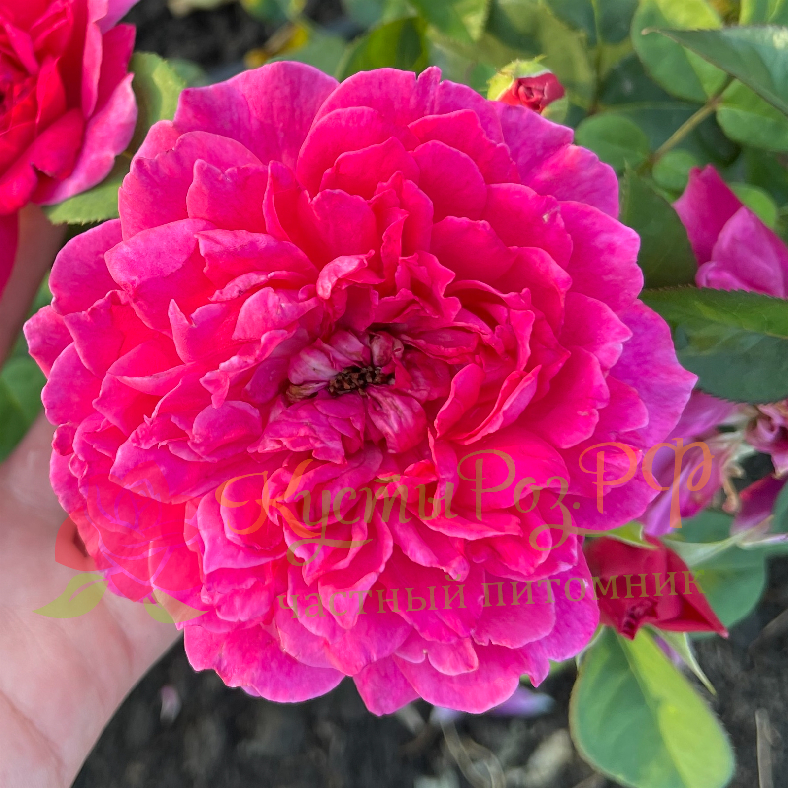 Софи Роуз (Sophy’s Rose) в Екатеринбурге