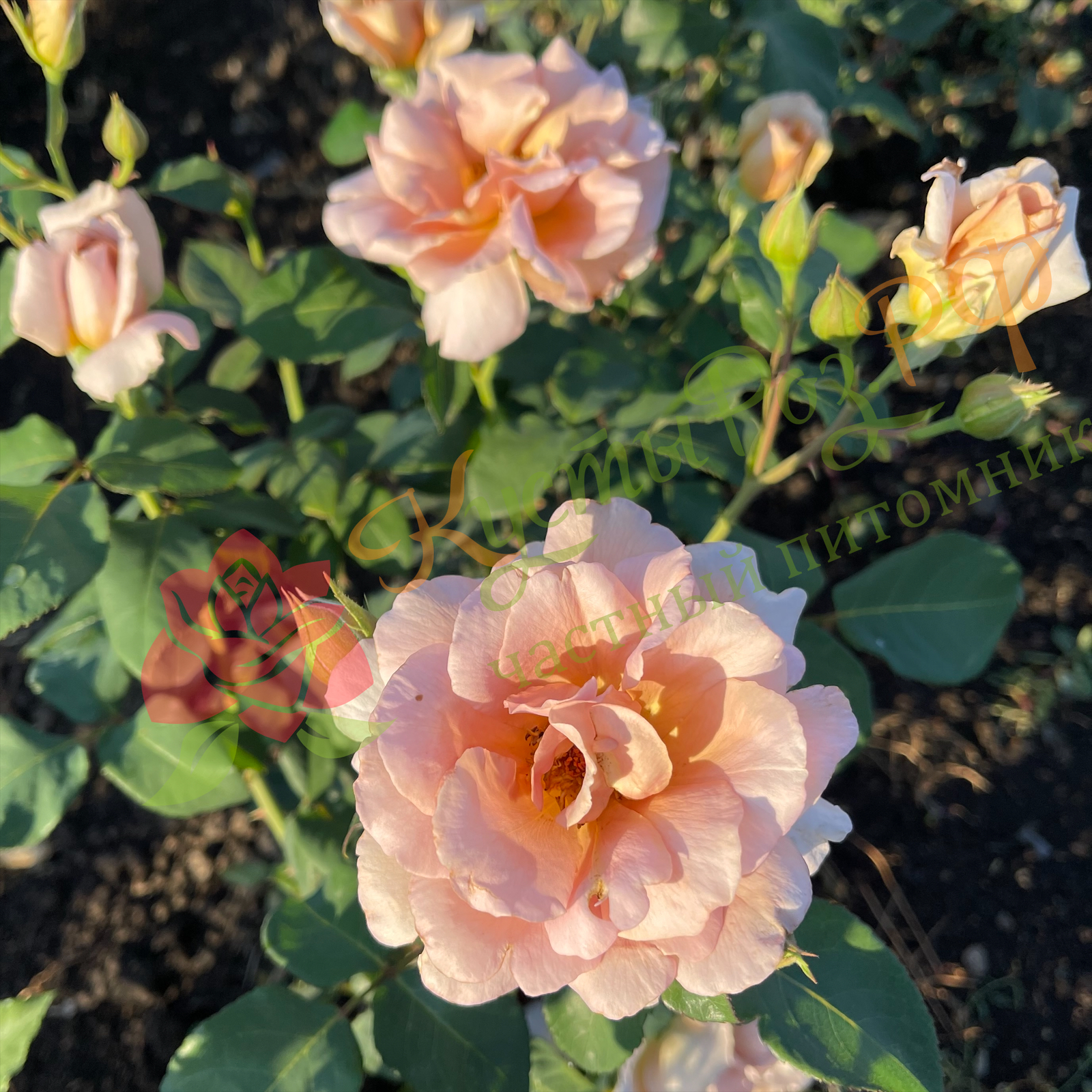 Джулия Роуз (Julia's Rose) в Екатеринбурге