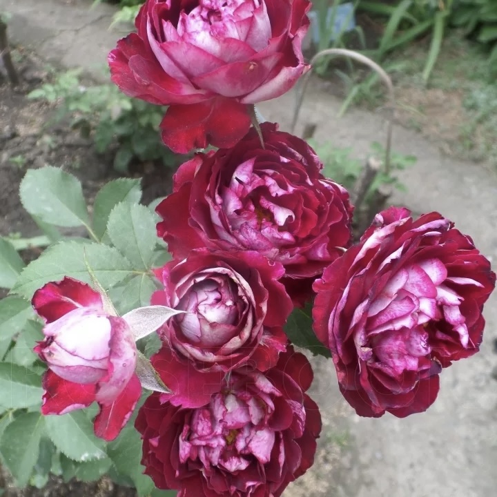 Бель де Сегоза (Belle de Segosa) в Екатеринбурге