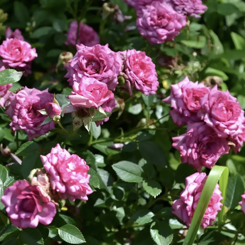 Лавендер Джувел (Lavender Jewel) в Екатеринбурге