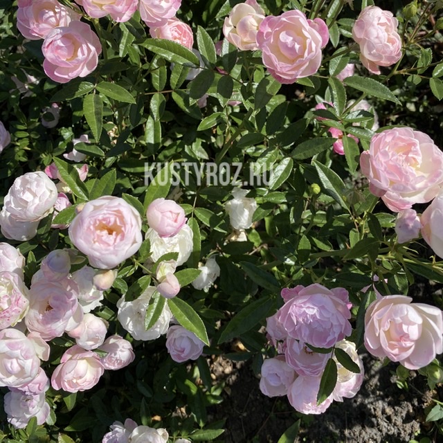 Пинк Морсдаг (Morsdag Pink) в Екатеринбурге