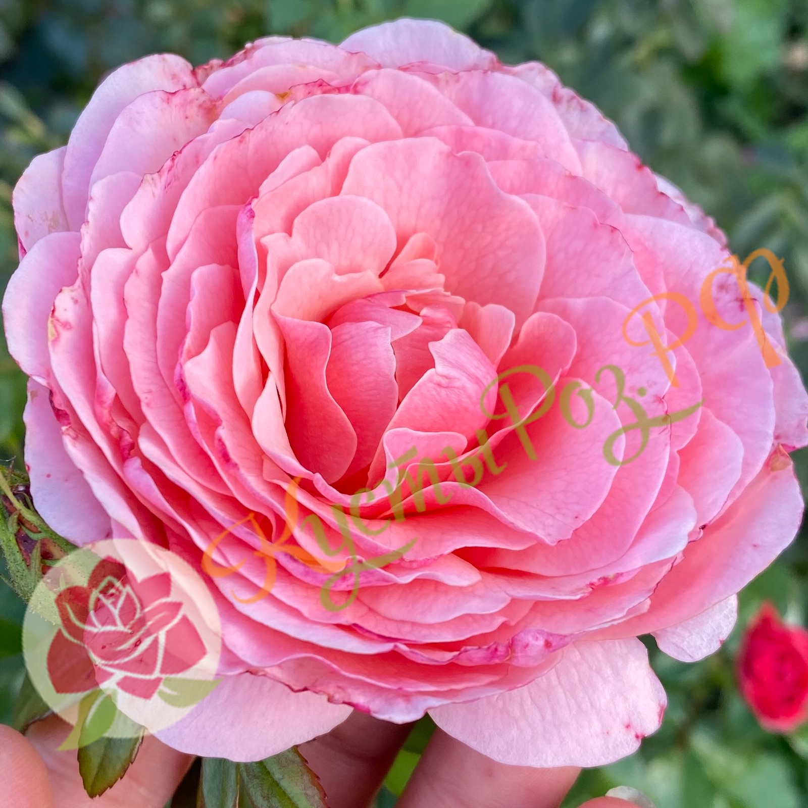 Тиклед Пинк (Tickled Pink) в Екатеринбурге