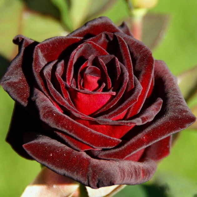 Блэк баккара (Black Baccara) в Екатеринбурге
