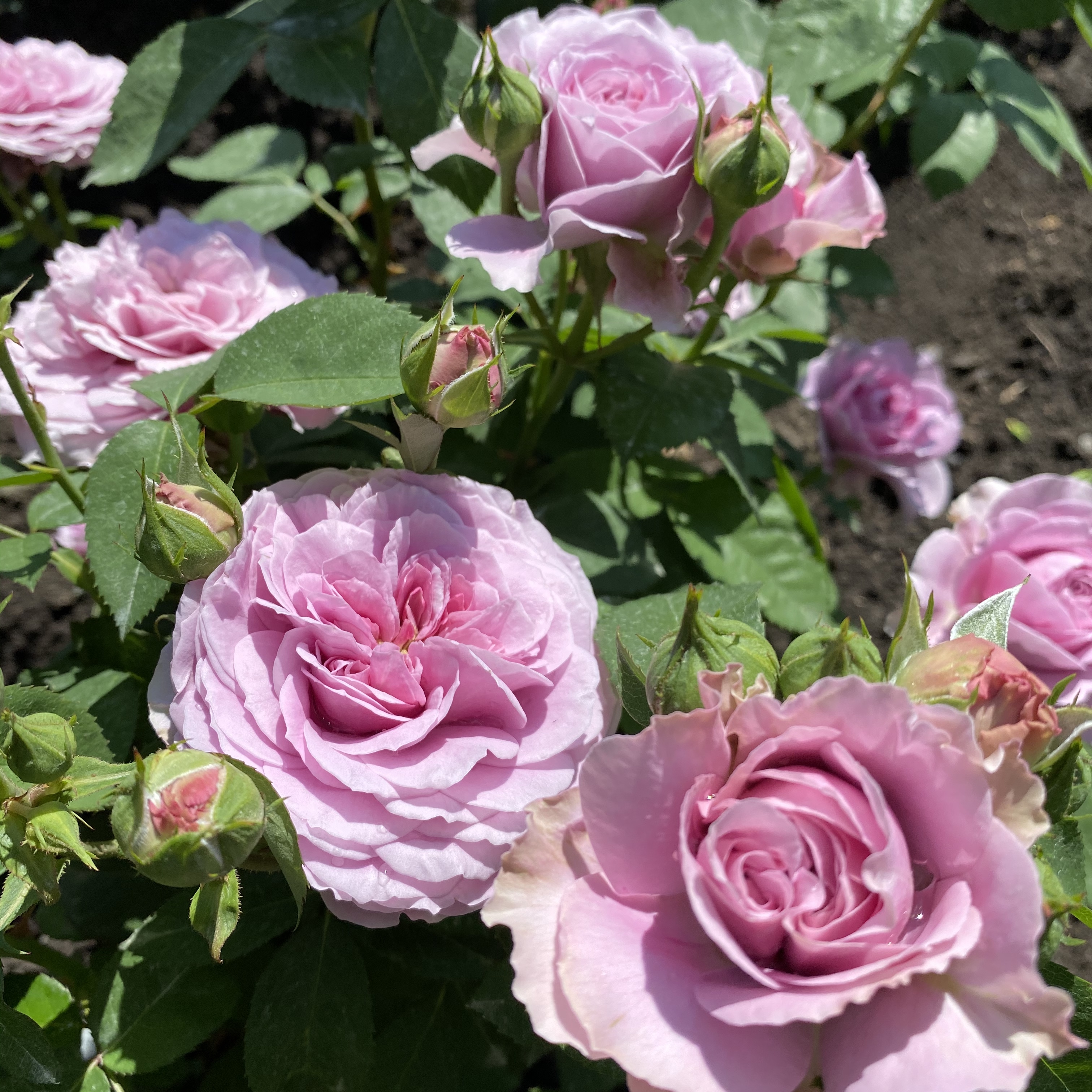 Лавандер айс (Lavender Ice) в Екатеринбурге