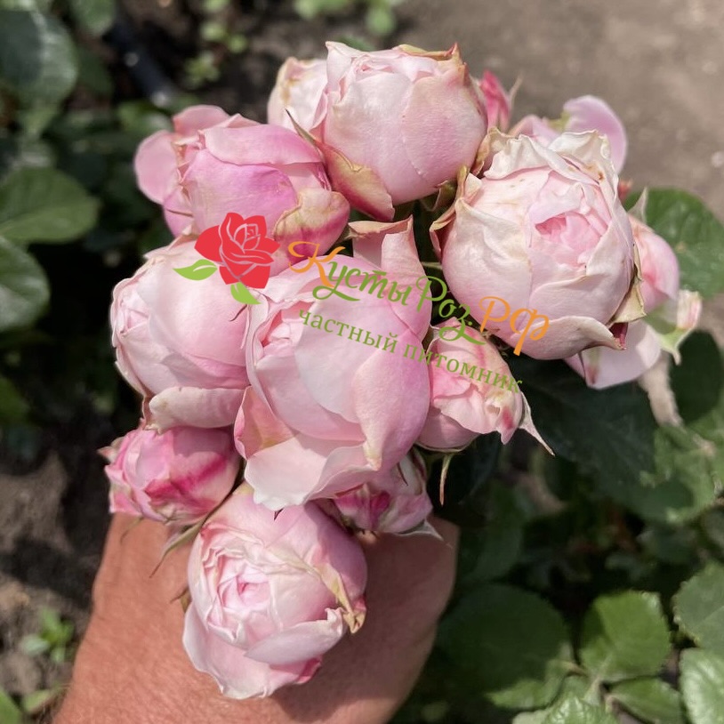 Сильва Пинк (SILVA PINK) в Екатеринбурге